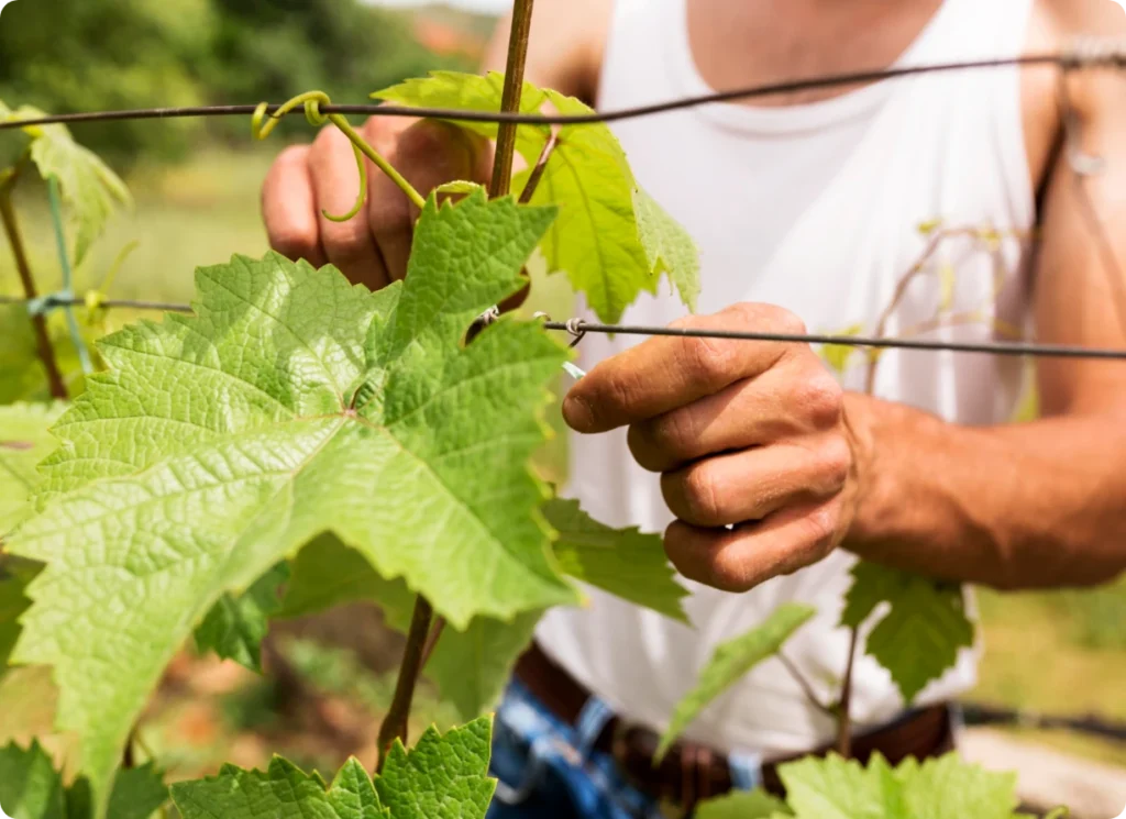 Services d’expertise comptable et conseil